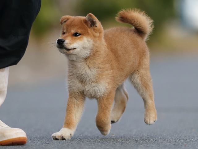 AI5I3956-puppy AI5I3956-puppy