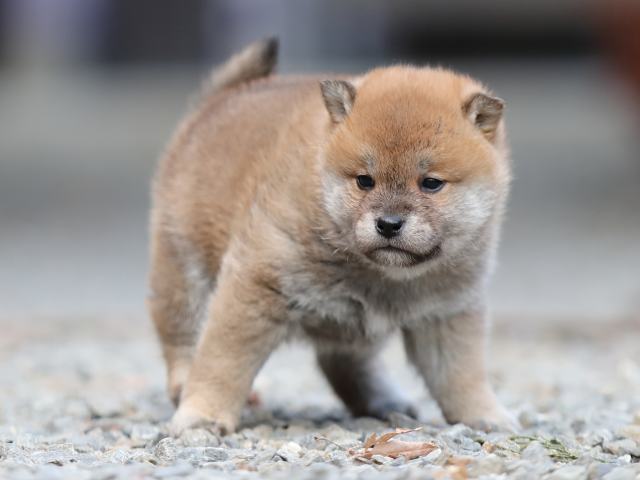 AI5I3959-puppy AI5I3959-puppy