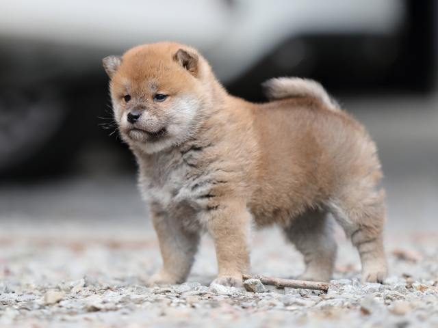 AI5I3996-puppy AI5I3996-puppy