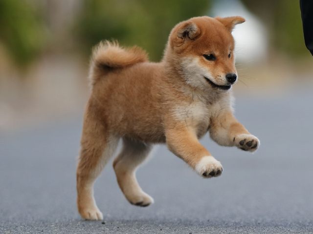 AI5I4004-puppy AI5I4004-puppy