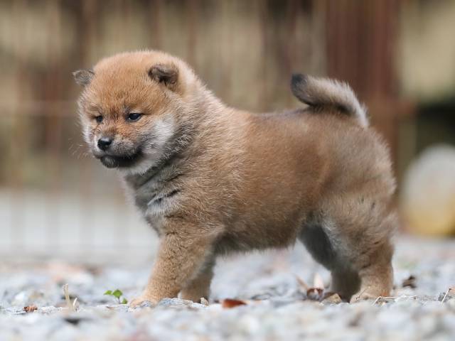 AI5I4010-puppy AI5I4010-puppy