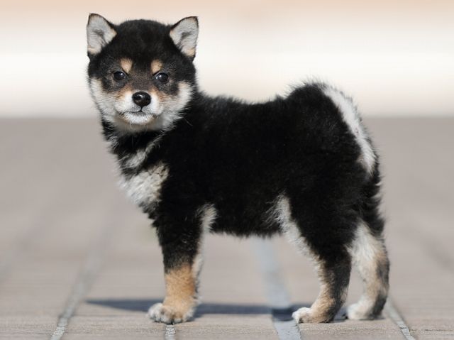 AI5I4012-puppy AI5I4012-puppy