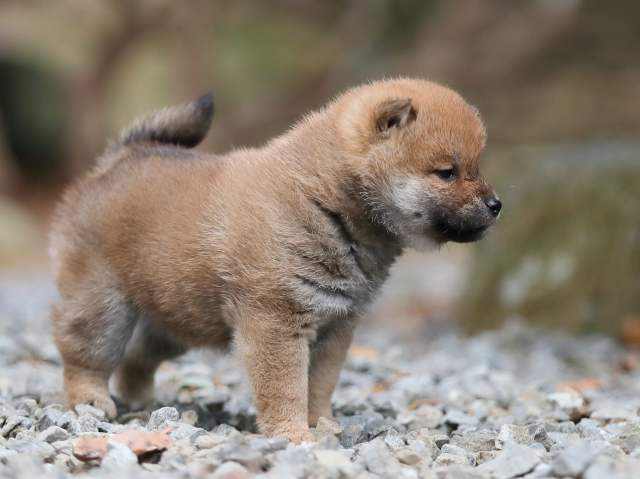 AI5I4041-puppy AI5I4041-puppy