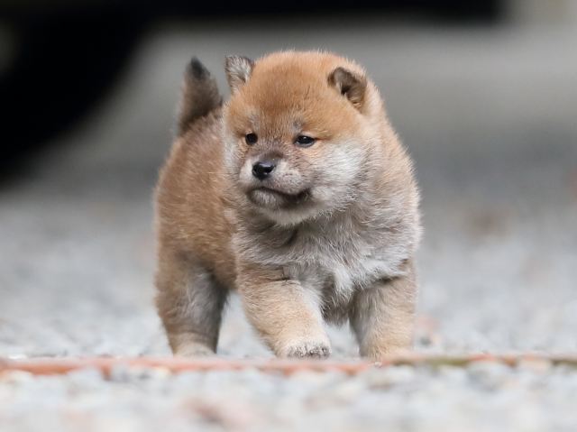 AI5I4054-puppy AI5I4054-puppy