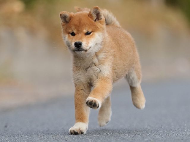 AI5I4054-puppy AI5I4054-puppy