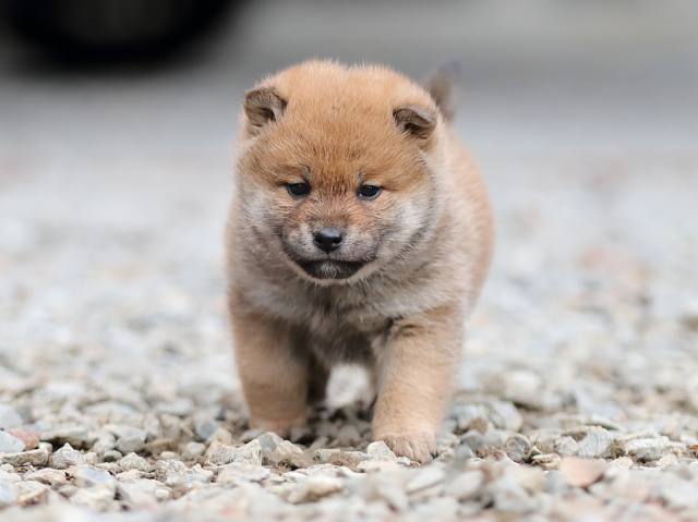 AI5I4113-puppy AI5I4113-puppy