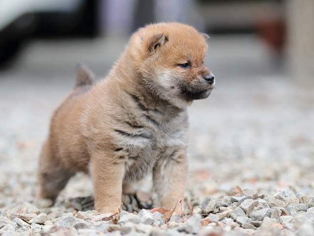 AI5I4123-puppy AI5I4123-puppy