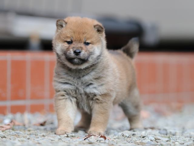 AI5I4150-puppy AI5I4150-puppy