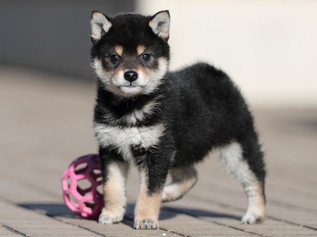 AI5I4168-puppy AI5I4168-puppy