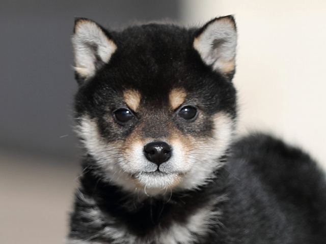 AI5I4170-puppy AI5I4170-puppy