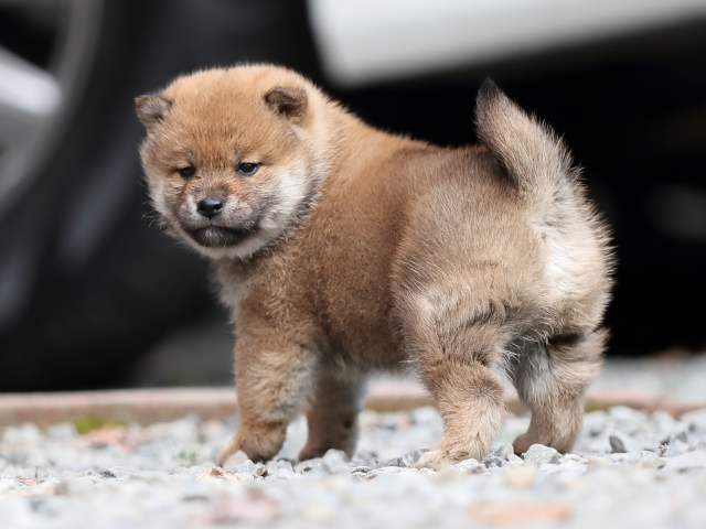 AI5I4173-puppy AI5I4173-puppy