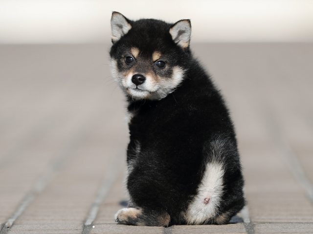 AI5I4181-puppy AI5I4181-puppy