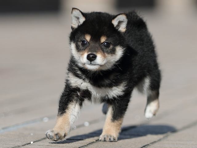 AI5I4186-puppy AI5I4186-puppy