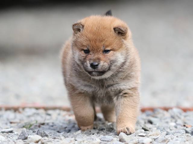 AI5I4187-puppy AI5I4187-puppy
