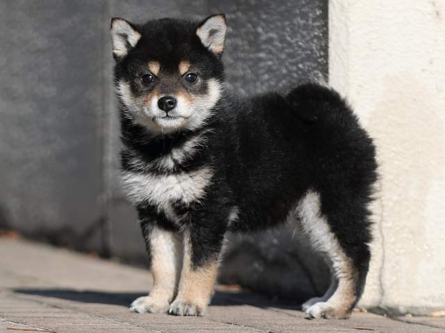 AI5I4208-puppy AI5I4208-puppy