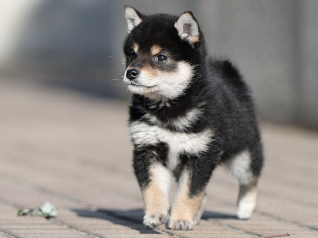 AI5I4216-puppy AI5I4216-puppy
