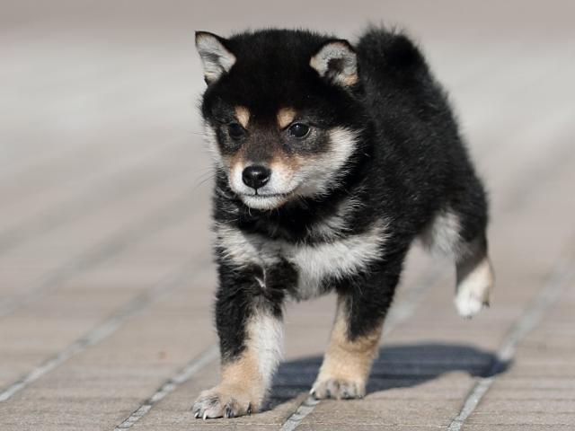 AI5I4234-puppy AI5I4234-puppy