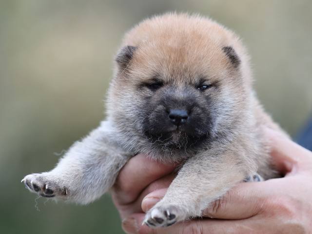 AI5I4268-puppy AI5I4268-puppy