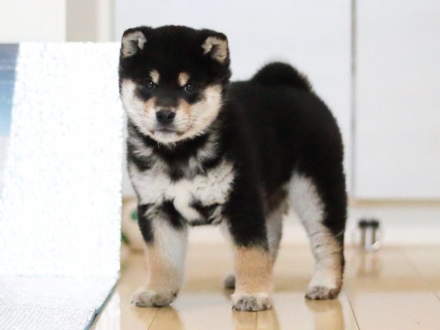 AI5I4338-puppy AI5I4338-puppy