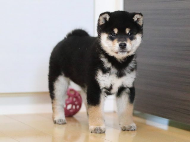 AI5I4363-puppy AI5I4363-puppy