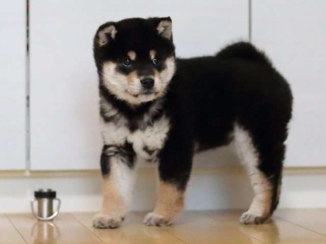AI5I4367-puppy AI5I4367-puppy
