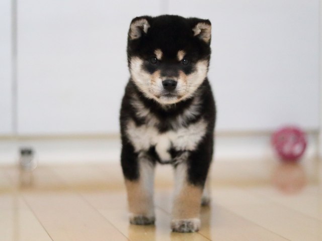 AI5I4409-puppy AI5I4409-puppy