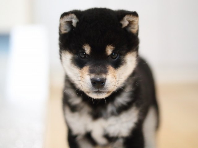 AI5I4435-puppy AI5I4435-puppy
