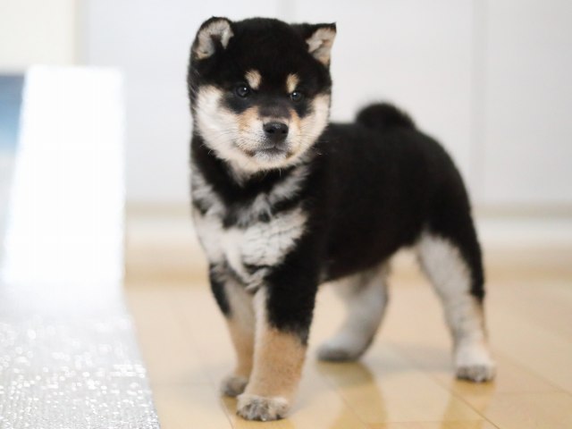 AI5I4444-puppy AI5I4444-puppy
