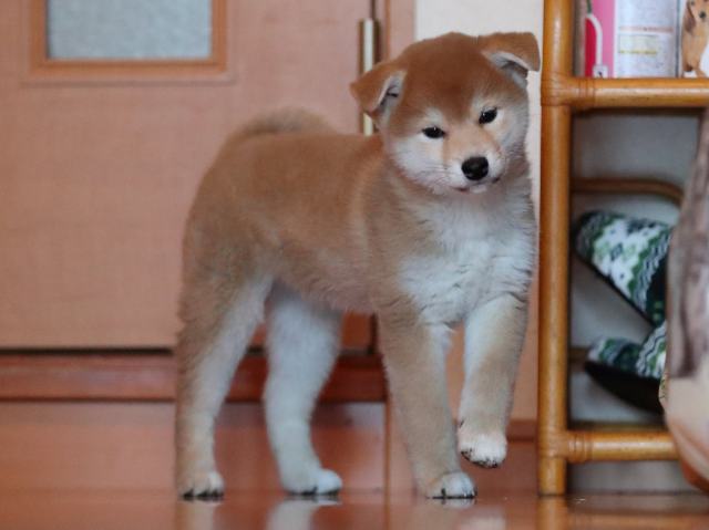AI5I4536-puppy AI5I4536-puppy