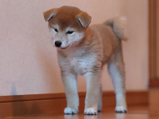 AI5I4547-puppy AI5I4547-puppy
