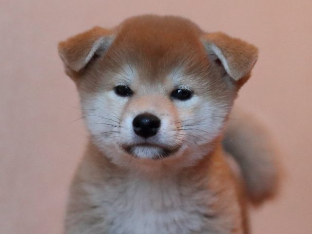 AI5I4564-puppy AI5I4564-puppy