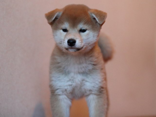 AI5I4565-puppy AI5I4565-puppy