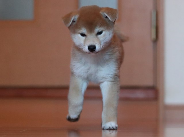 AI5I4579-puppy AI5I4579-puppy