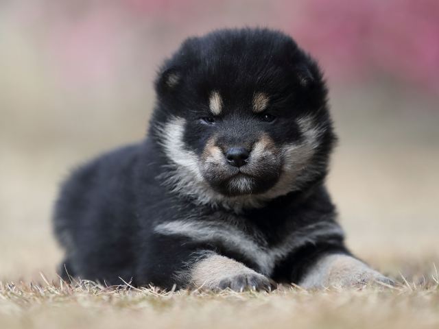 AI5I4684-puppy AI5I4684-puppy