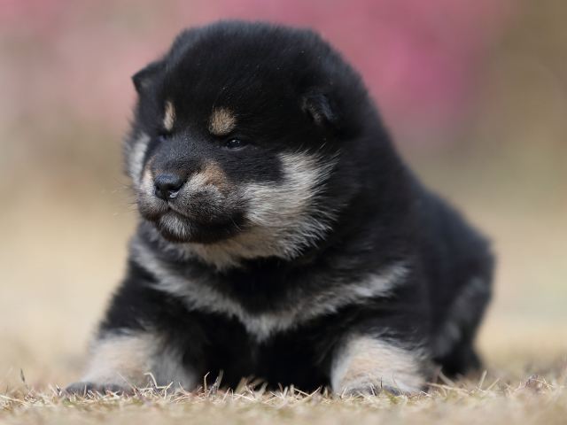AI5I4743-puppy AI5I4743-puppy