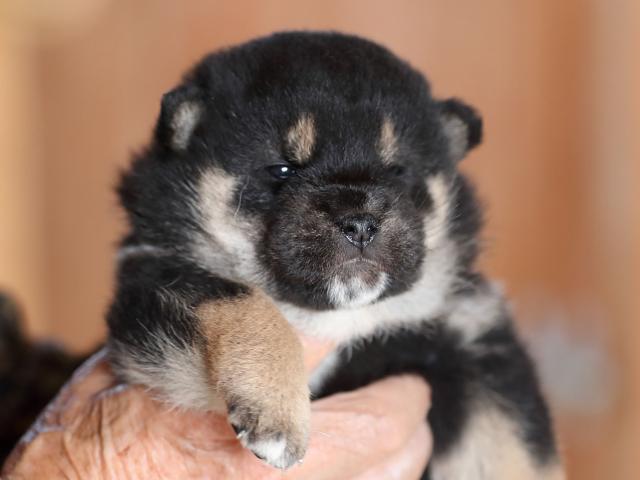 AI5I4799-puppy AI5I4799-puppy