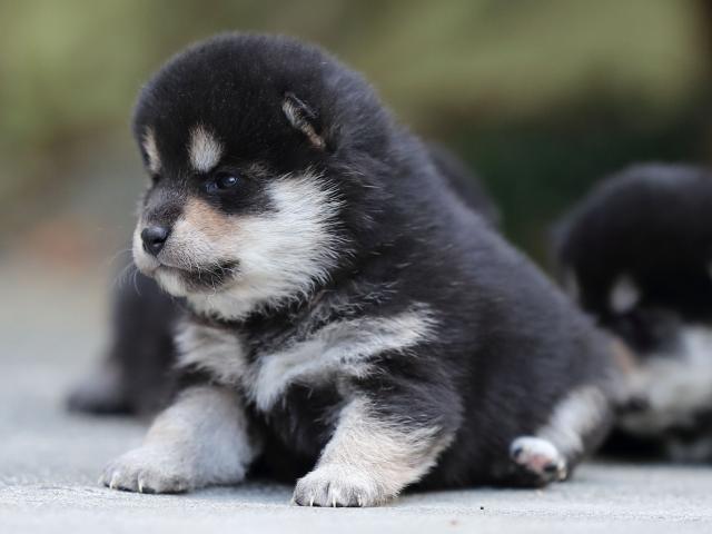 AI5I4819-puppy AI5I4819-puppy