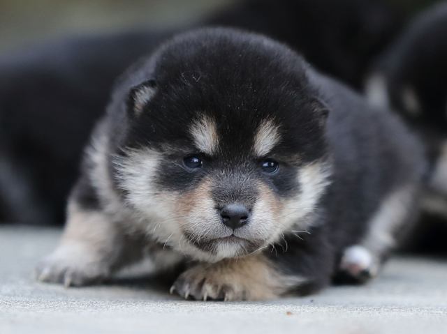 AI5I4825-puppy AI5I4825-puppy