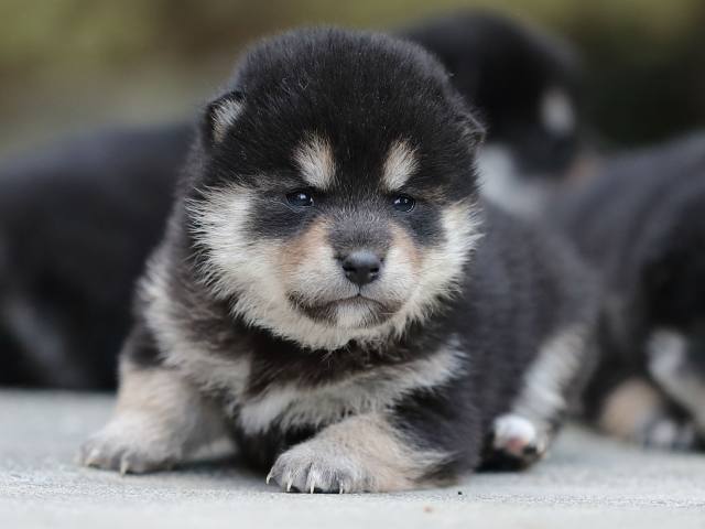 AI5I4833-puppy AI5I4833-puppy