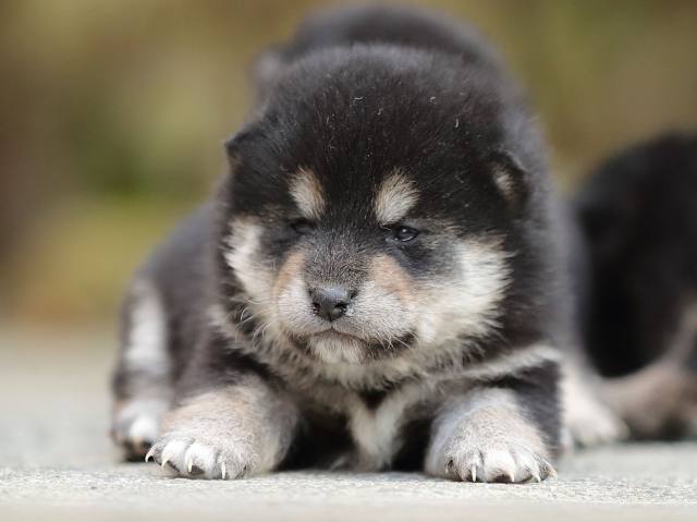 AI5I4884-puppy AI5I4884-puppy