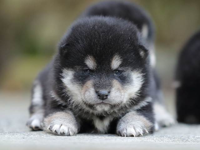 AI5I4892-puppy AI5I4892-puppy