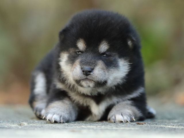 AI5I4941-puppy AI5I4941-puppy