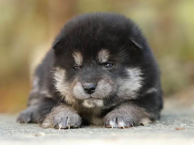 AI5I4968-puppy AI5I4968-puppy