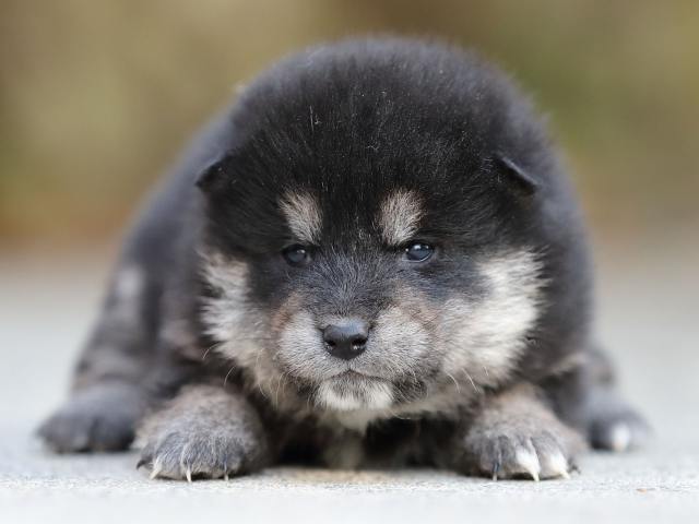 AI5I5025-puppy AI5I5025-puppy
