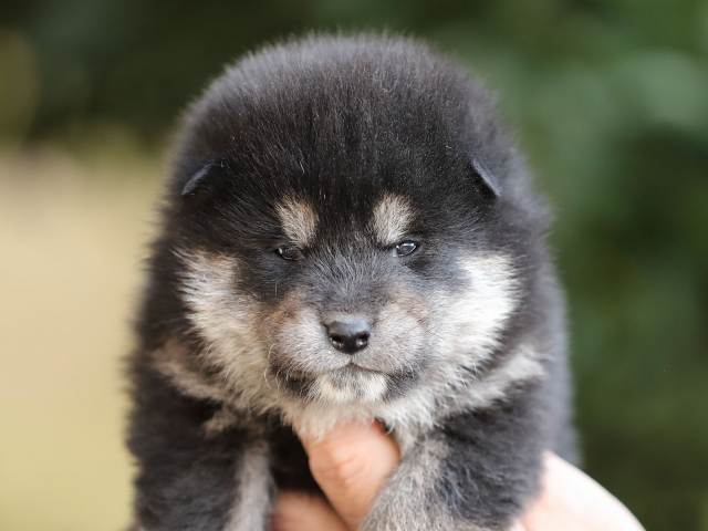 AI5I5056-puppy AI5I5056-puppy