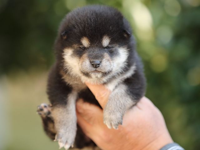 AI5I5067-puppy AI5I5067-puppy