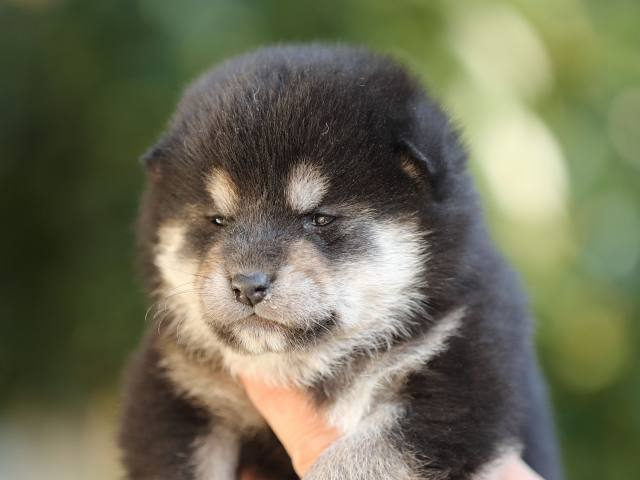 AI5I5074-puppy AI5I5074-puppy
