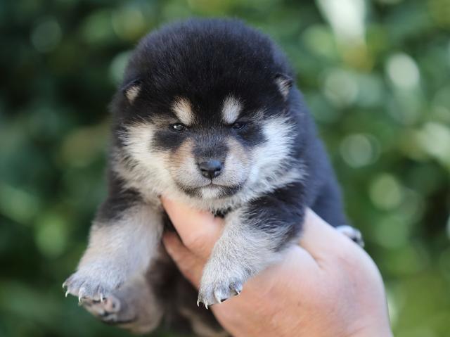 AI5I5081-puppy AI5I5081-puppy