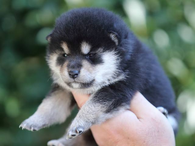 AI5I5086-puppy AI5I5086-puppy