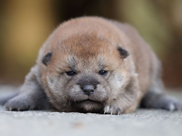 AI5I5140-puppy AI5I5140-puppy